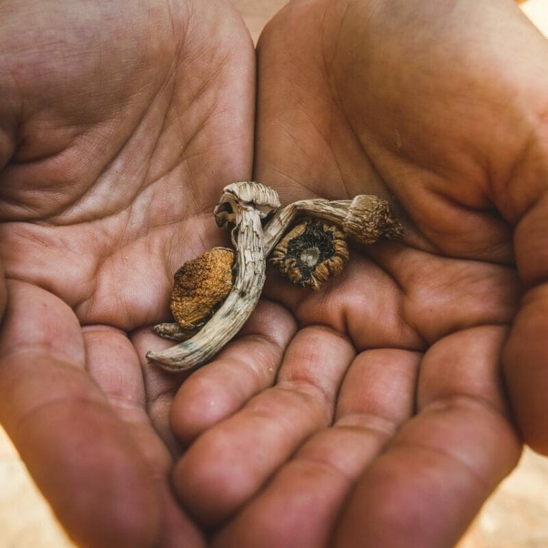 dried shrooms | Magic Mushrooms Hamilton Canada