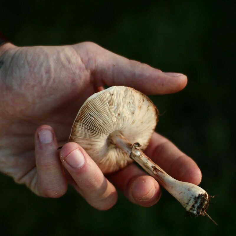 Shrooms | Magic Mushrooms Hamilton Canada