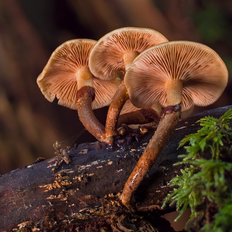 alacabenzi strain | Magic Mushrooms Hamilton Canada