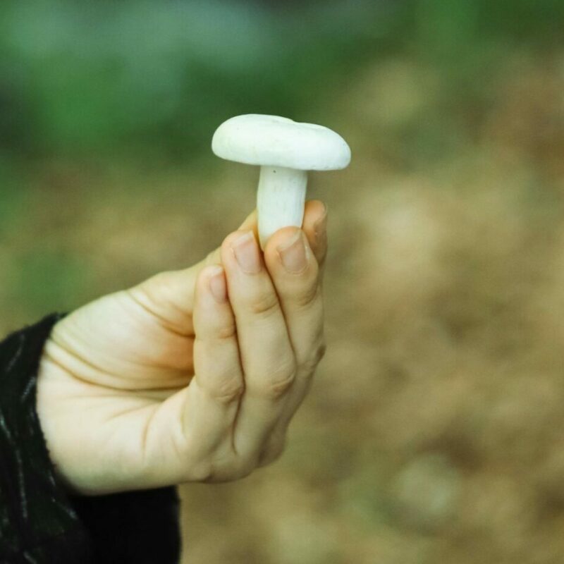 shrooms online in Canada | Magic Mushrooms Hamilton Canada