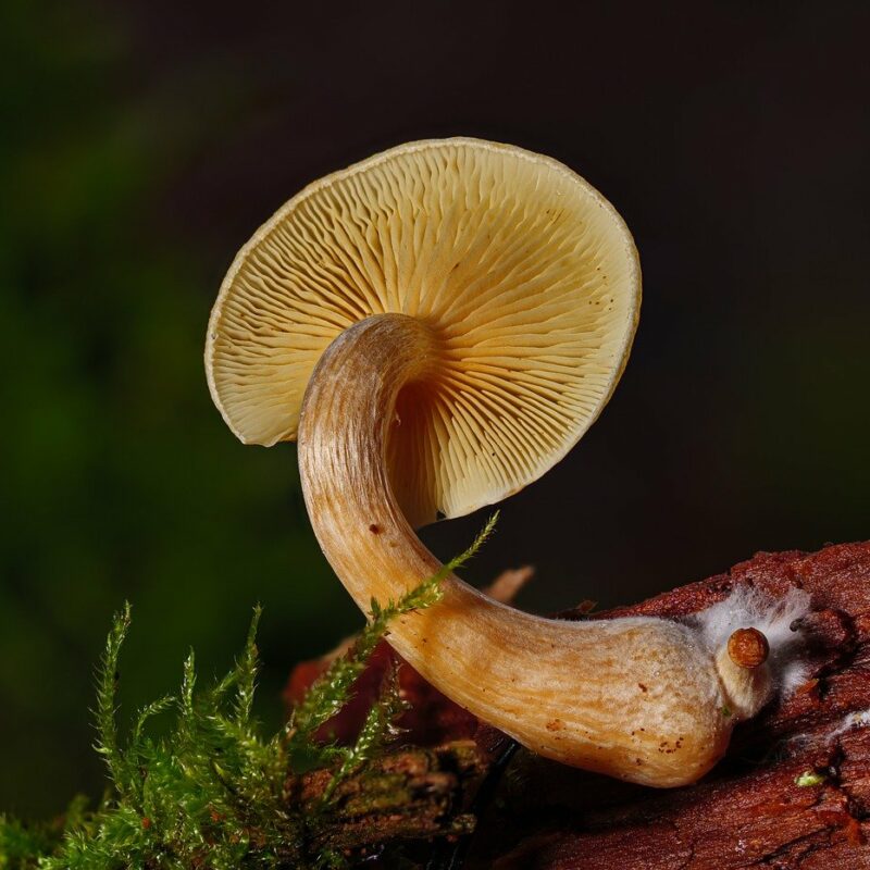 Alacabenzi Strain | Magic Mushrooms Hamilton Canada