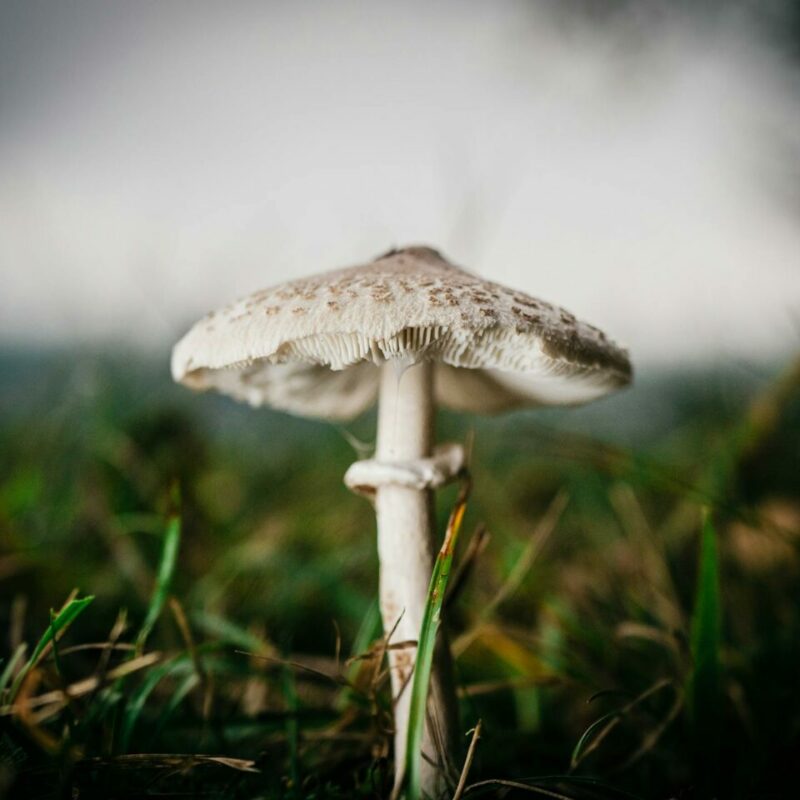 White Monster | Magic Mushrooms Hamilton Canada