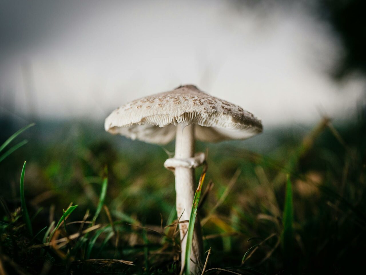 Which Complements are Best Suited with White Monster Magic Mushrooms for a Heightened Experience?