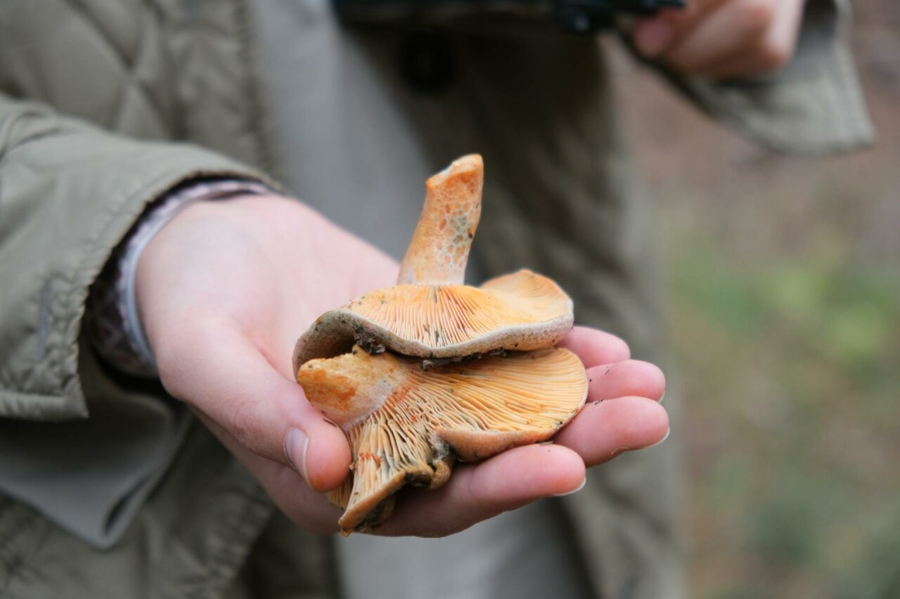 Reasons Why Apex Strain Mushroom Will Always be a Part of My Self-Care Regimen