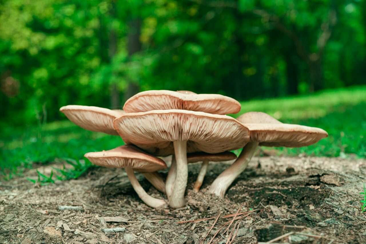Experienced the Big Daddy Mushroom on a Hike—Definitely a 10/10, Would Highly Recommend