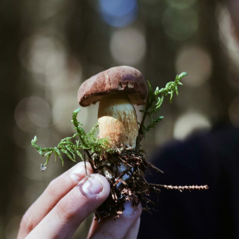 Buy Shrooms | Magic Mushrooms Hamilton Canada