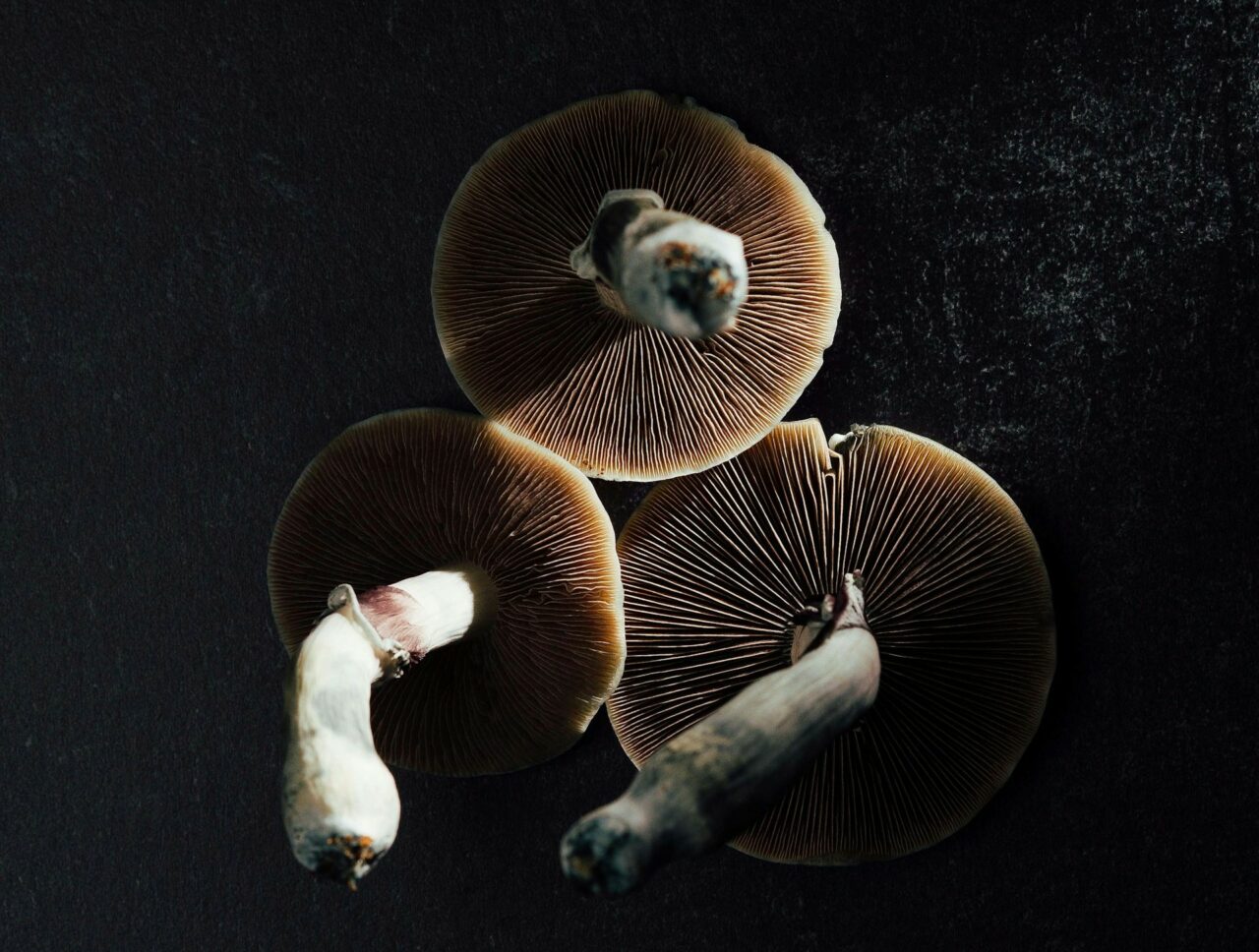 Canada’s Magic Mushroom – Experts Clarify Why Naturally Occurring Psilocybin Has a Stronger Impact Than Its Laboratory-Produced Counterpart