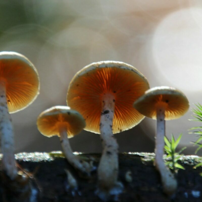 Magic Mushroom Delivery | Magic Mushrooms Hamilton Canada