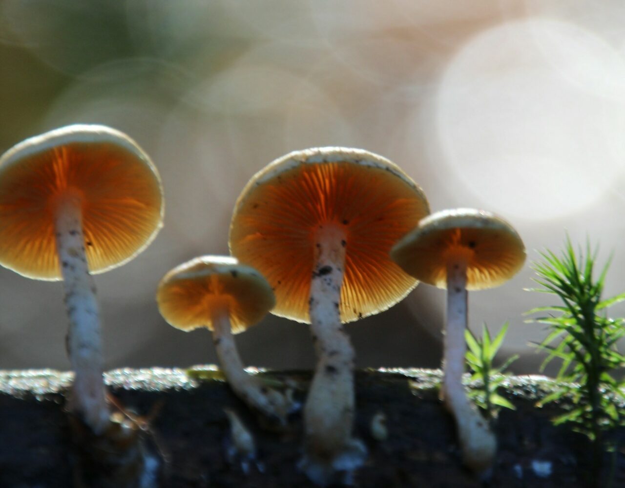 The Transformation of My Tripping Experience: The Positive Impact of Magic Mushroom Delivery