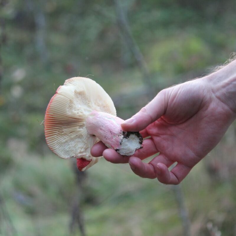 Magic Mushroom Delivery | Magic Mushrooms Hamilton Canada