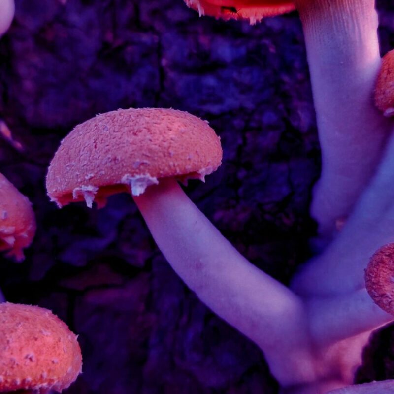 Mushroom Dispensary | Magic Mushrooms Hamilton Canada