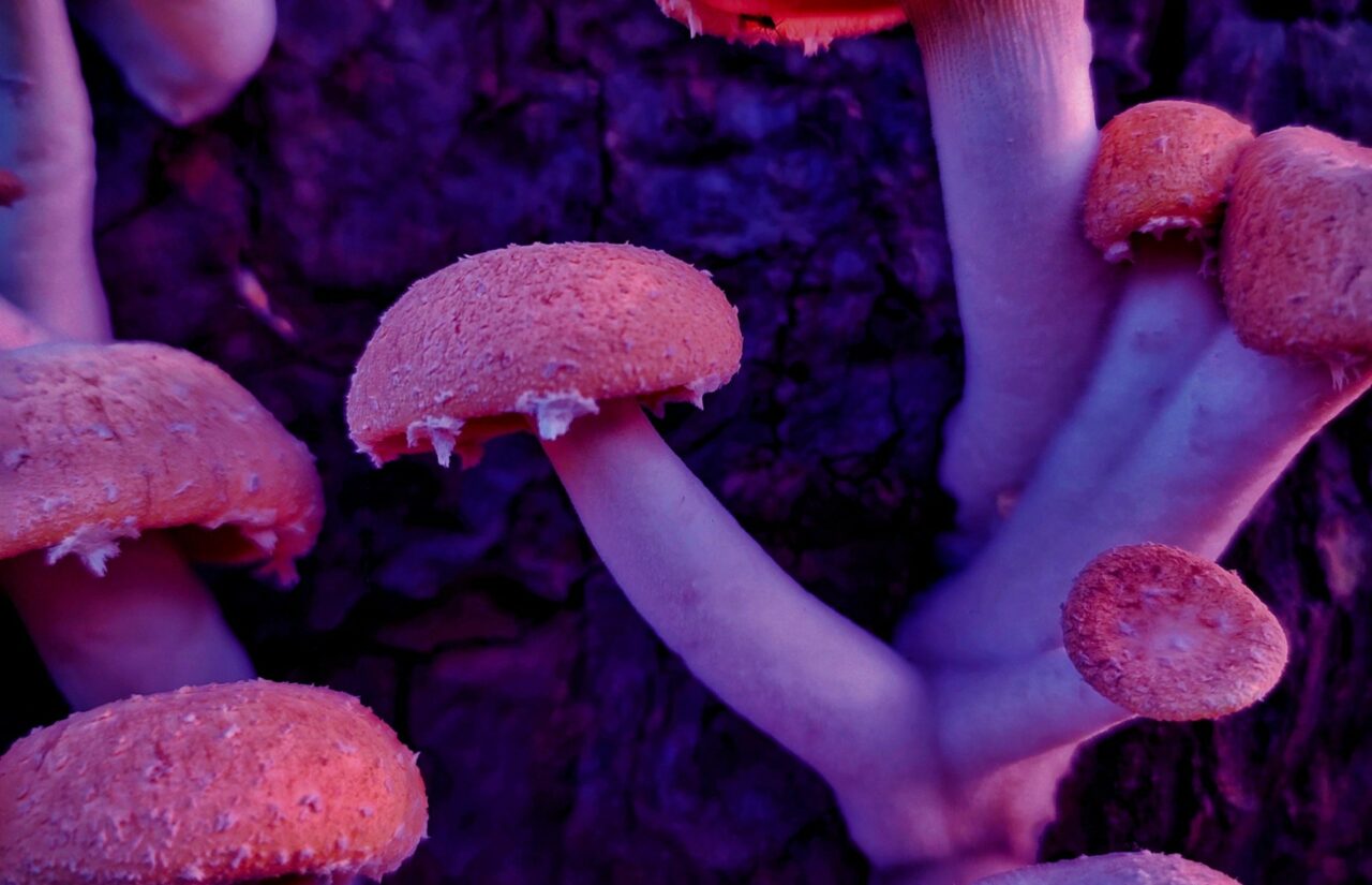 How Psilocybin from a Mushroom Dispensary Might Recondition Minds Impacted by HIV-Associated Stigma