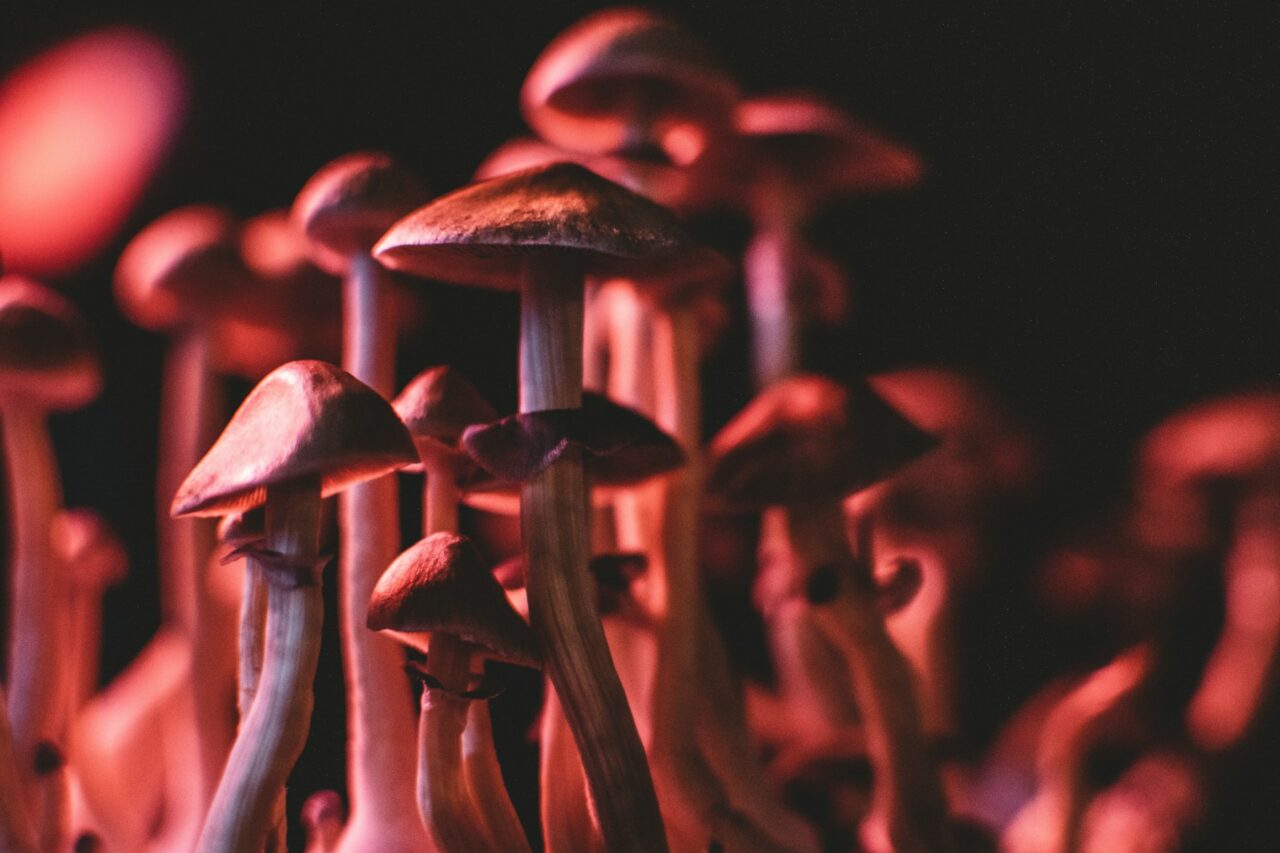 Does Psilocybin Mushrooms in Canada Aid in Serotonin Regulation for Anorexia? Here’s What the Studies Indicate