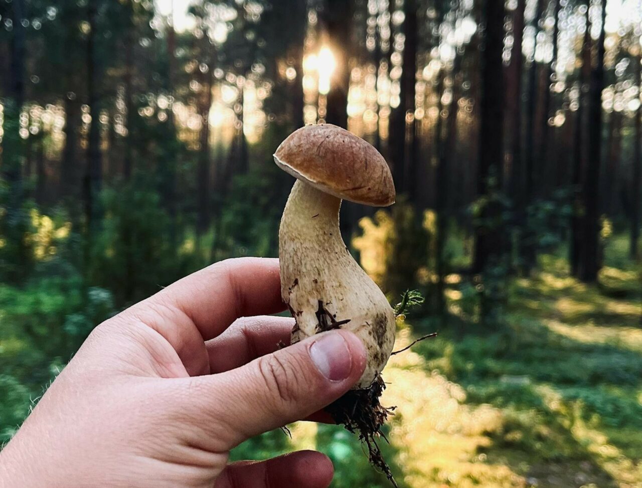 Discover if Psilocybin Surpasses Escitalopram/Esketamine via ShroomsDeliveryCanada