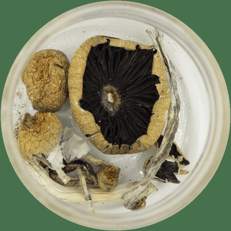 My Experience with Amazonian Mushrooms: Unveiling the Untold Aspects