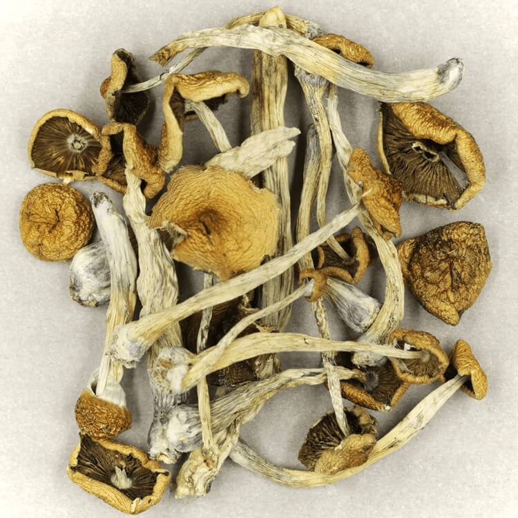 Specialists Utilize Novel Methods to Determine the Potency of Psilocybe Mexicana and Other Strains for More Secure Medical Applications