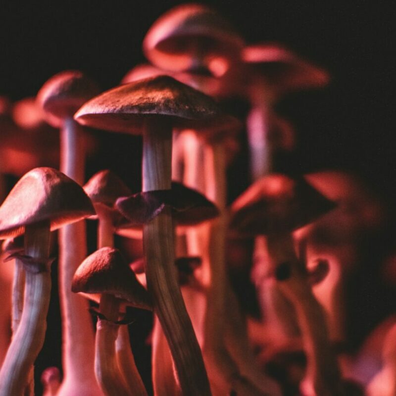  | Magic Mushrooms Hamilton Canada